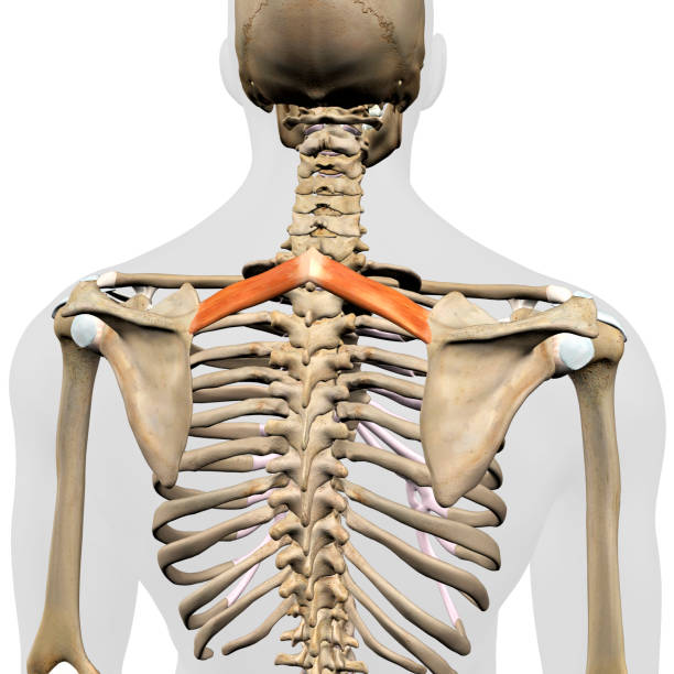 istock Male Rhomboid Minor Back Muscles in Isolation on Skeleton 1222225581