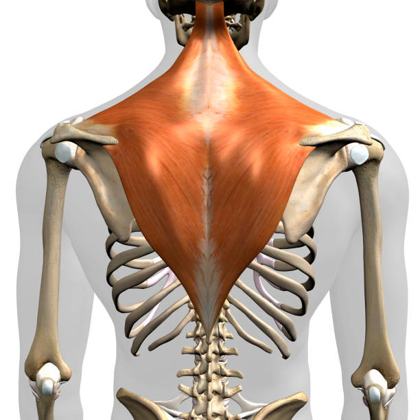 istock Male Trapezius Back Muscles in Isolation on Skeleton 1222225802