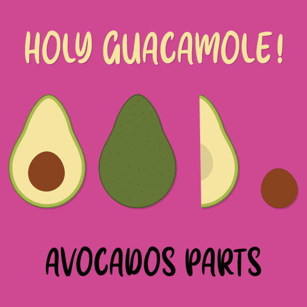 Avocado parts illustration vector art vector art illustration