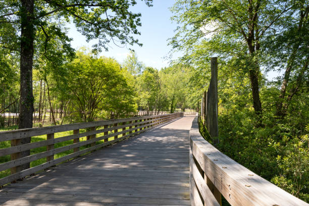 istock View down a long elevated boardwalk with railings and trees, areas of shade and sun 1222226042
