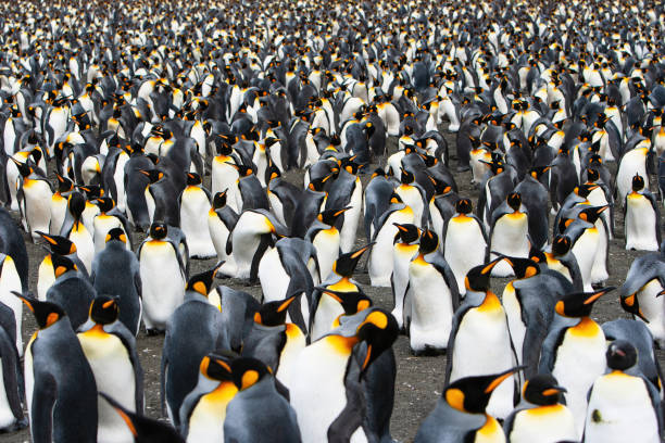 affollata colonia di pinguini reali georgia del sud antartide - young bird landscape animal bird foto e immagini stock