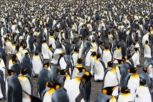 Crowded King Penguin Colony at the Beach of South Georgia Island in the Rain. Penguin Crowd Wide Angle Shot. Grytviken, South Georgia, Sub-Antarctic Islands, Antarctica