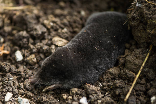 istock Mole, Talpa europaea,. Animal from garden 1222226552