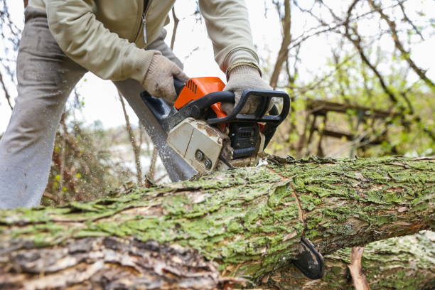 istock lumberjack sawing a tree trunk with a chainsaw close up. 1222228636