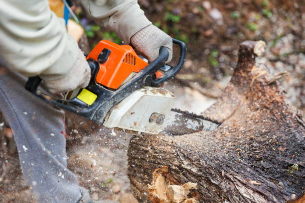 istock lumberjack sawing a tree trunk with a chainsaw close up. 1222228689