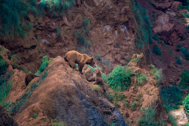 istock Two wolverines played on a rock in the mountain 1222228937