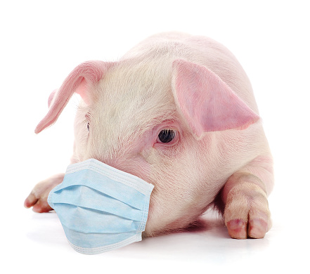 Pig wearing medical face mask. Protect herself from infection.
