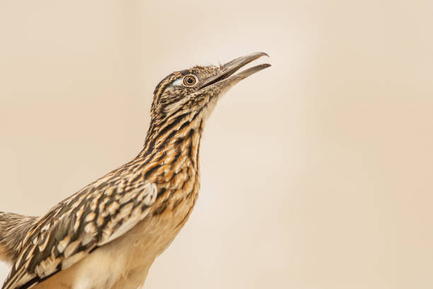 pássaro roadrunner contra um fundo marrom - roadrunner - fotografias e filmes do acervo