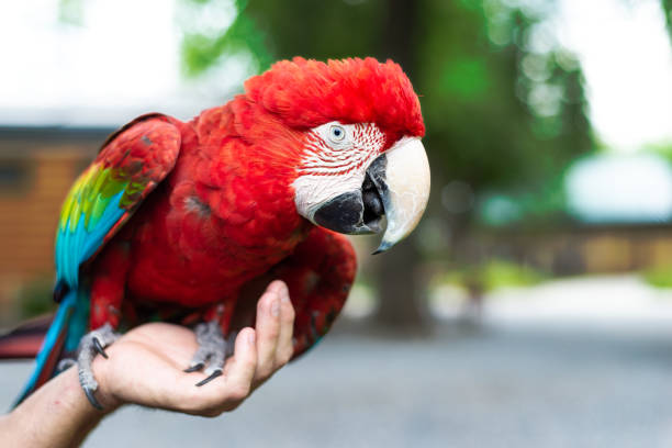 istock Green winged macaw looking at the camera 1222230167