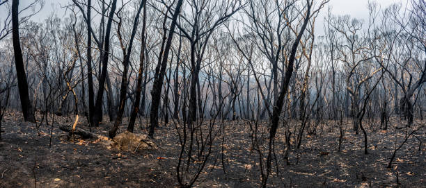 istock Australian bushfires aftermath: burnt eucalyptus trees damaged by the fire 1222230235