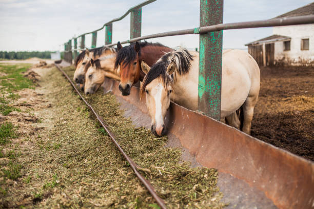 hungriga hästar i pennan - horse net bildbanksfoton och bilder