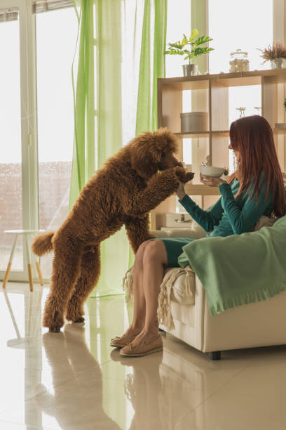 istock Dog wanting some of his owner's breakfast cereal while she is eating 1222230481