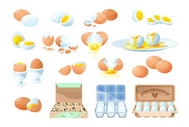 illustrations, cliparts, dessins animés et icônes de oeufs frais et bouillis. ingrédient de cuisson. produit agricole biologique. - eggs animal egg cracked egg yolk