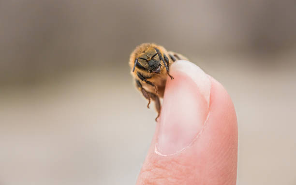istock Close-up of a honeybee on a finger tip 1222231632