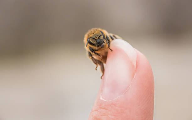 Close-up of a honeybee on a finger tip stock photo