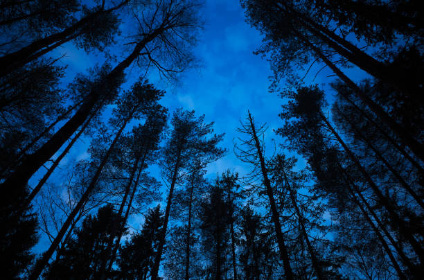 istock Diagonal tree silhouettes landscape background 1222231688