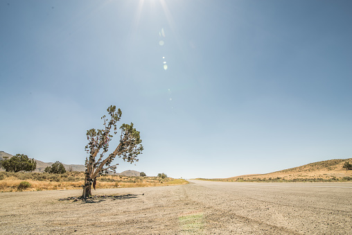 A tree with many pairs of shoes in it, along the Loneliest Road in America