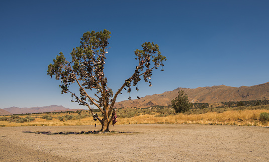 A tree with many pairs of shoes in it, along the Loneliest Road in America