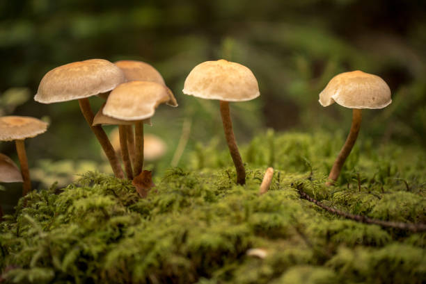 nahaufnahme von wildpilzen - pilze wald deutschland stock-fotos und bilder
