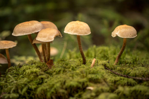 They sit on mossy earth