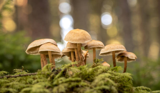 Close up of wild mushrooms They sit on mossy earth edible mushroom stock pictures, royalty-free photos & images