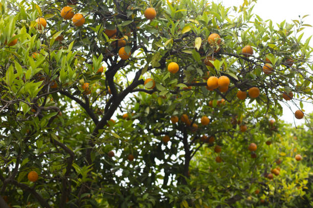 istock Orange tree with orange fruits in the sun 1222232968