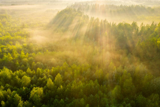 Green forest with sun rays view from above. Beautiful woodland in warm summer morning. Scenic natural background with sunbeams.