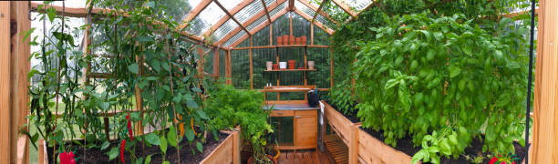 istock Panoramic view of a greenhouse 1222234614