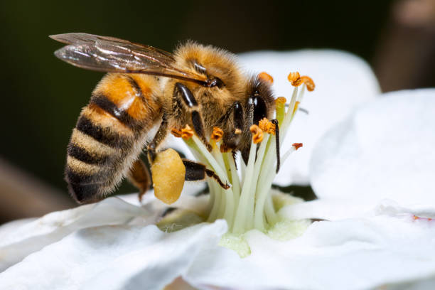 Bee stock photo