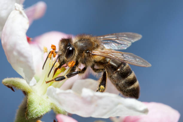 Bee on a blue background stock photo