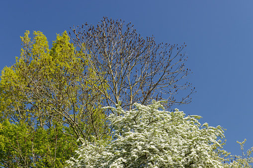 Early spring trees with deep blue sky