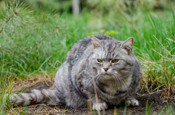 istock grey cat is sitting and lying on a green grass 1222239172