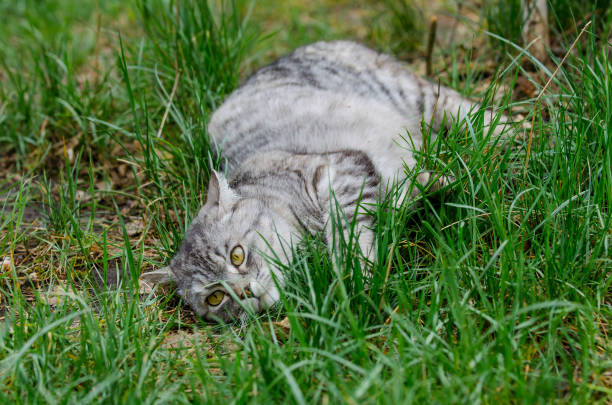 istock grey cat is sitting and lying on a green grass 1222239181