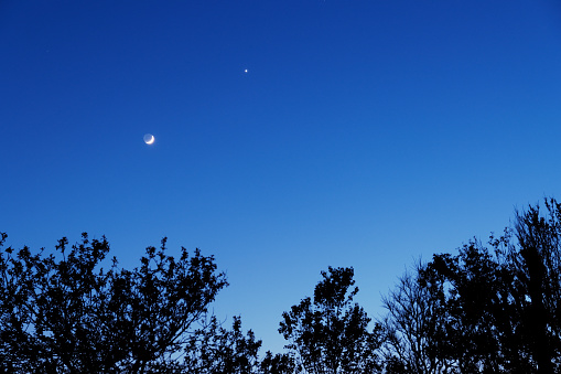 The moon and Venus at dusk with trees in the foreground.