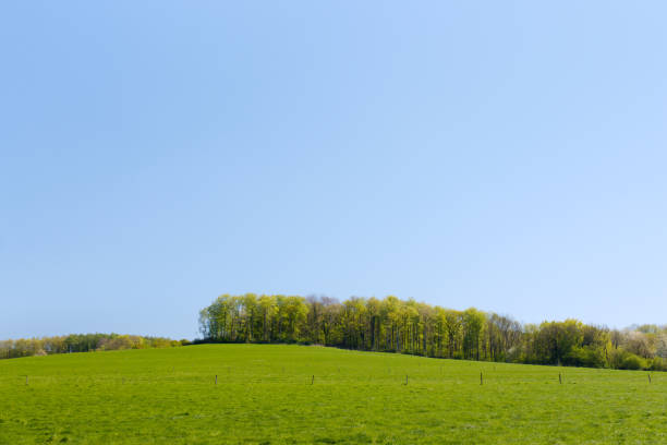 Green meadow with tree line stock photo