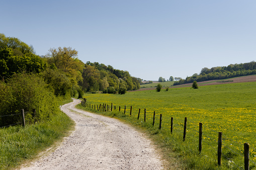 A hiking trail leads through a forest with green trees on the background