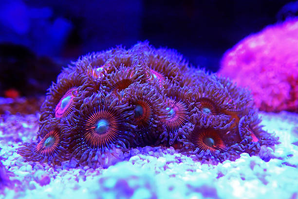 istock Pink zoanthus polyps on macro underwater photography scene 1222239346