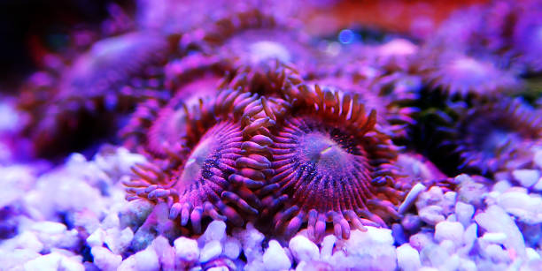 istock Pink zoanthus polyps on macro underwater photography scene 1222239347
