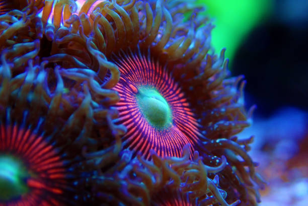 istock Pink zoanthus polyps on macro underwater photography scene 1222239350