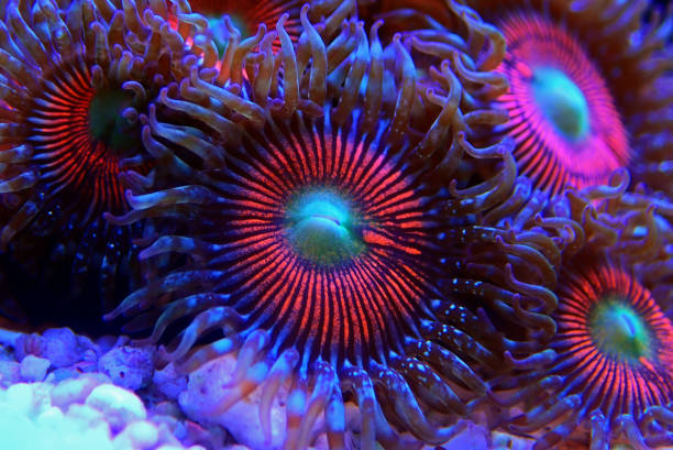 istock Pink zoanthus polyps on macro underwater photography scene 1222239354