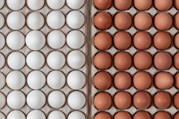top view chicken raw eggs of yellow and white color lying in carton recyclable cardboard box, natural pattern and concept of spring and easter, close-up - eggs animal egg stack stacking imagens e fotografias de stock
