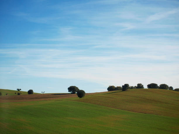 istock Castilian Holm Oak field 1222240499