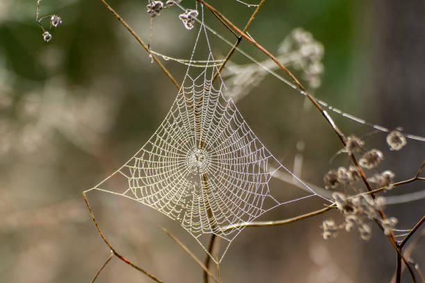 istock Cobweb between mountain plants waiting for prey in Alicante. 1222240564