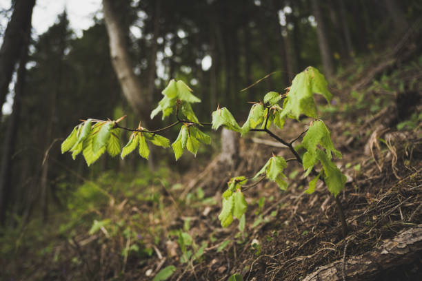 Forest section in Thuringia damaged by drought, drought, bark beetles and pest infestation