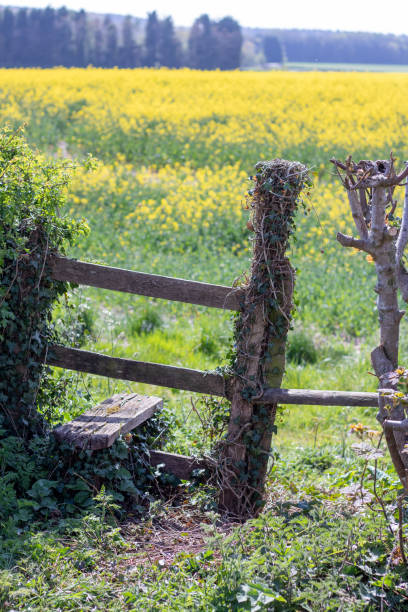 istock Rapeseed Oil Plants in Field April 1222242277