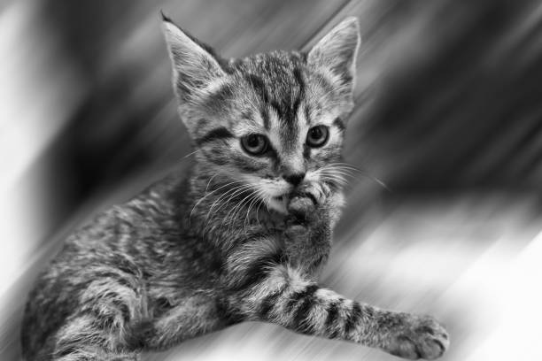 istock An angry cat of gray parody Attentive 1222243009