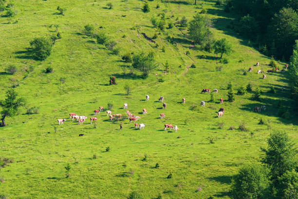 istock On a valley in a forest edge grazes a herd of cows. 1222243038