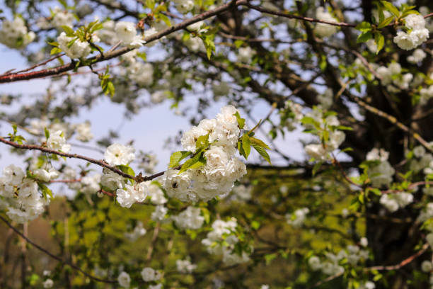 istock Cherry Blossom April White and Pink 1222243130