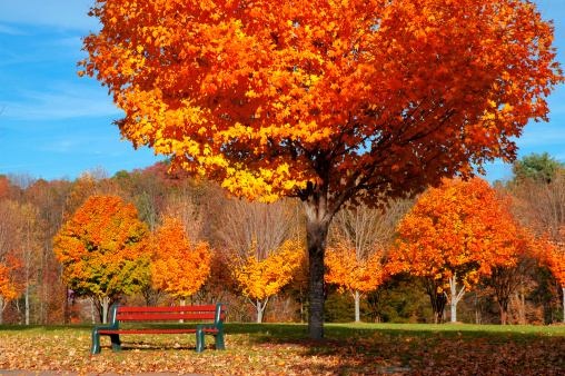 Acer palmatum, commonly known as Japanese acer or maple leaves of orange and red colours during their autumn display, Surrey, UK