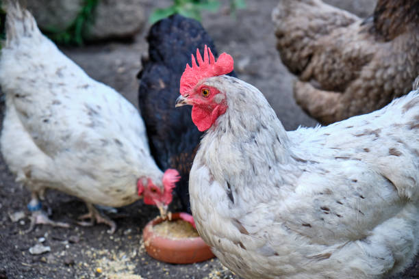 istock Multicolored chicken are watching and pecking grains 1222244712